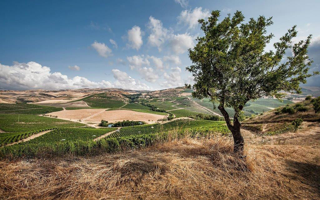 La tenuta Regaleali di Tasca d'Almerita