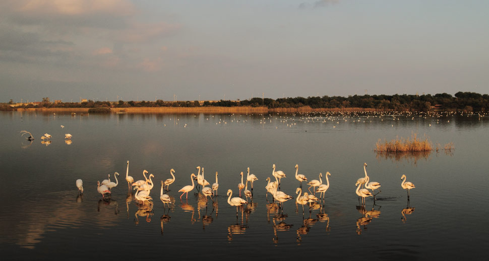 Saline di Priolo - ph F. Cilea per Lipu