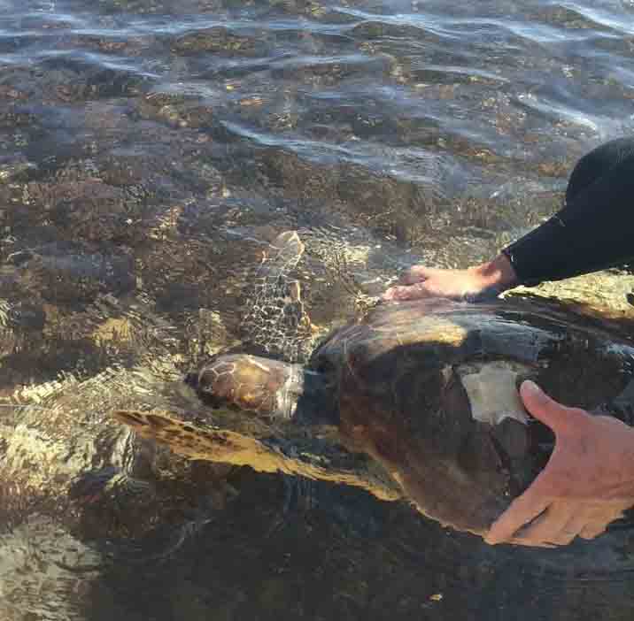 Palermo, salvata una Tartaruga Caretta Caretta a Mondello Palermo, salvata una Tartaruga Caretta Caretta a Mondello