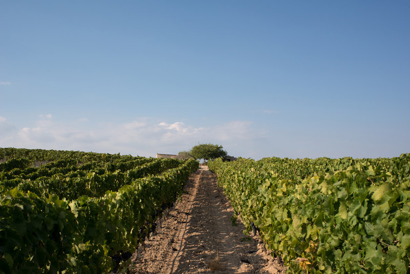 Uno dei vigneti del Noto Wine Tour