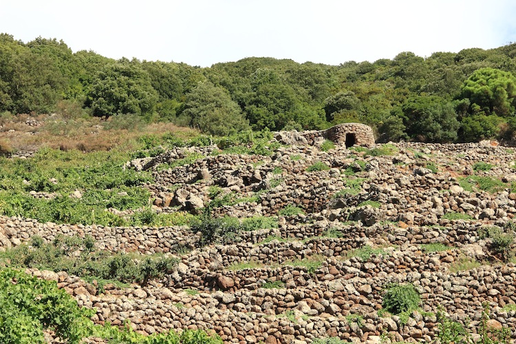 Muretti a secco di Pantelleria