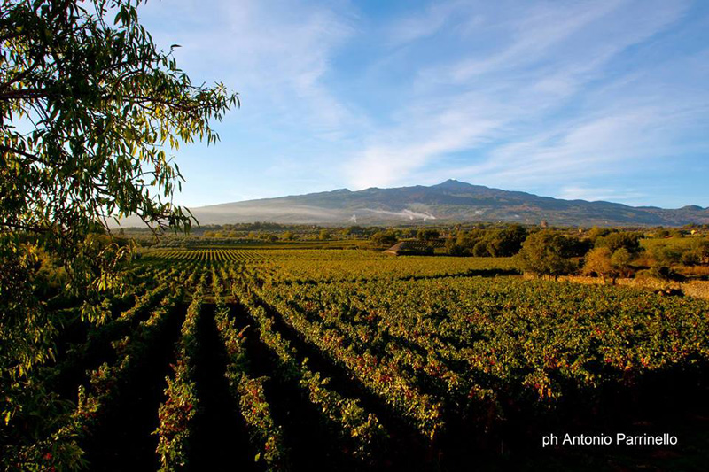 La vigna di Al-Cantàra