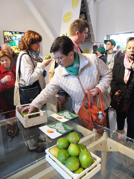 I limoni di Messina Interdonato Igp