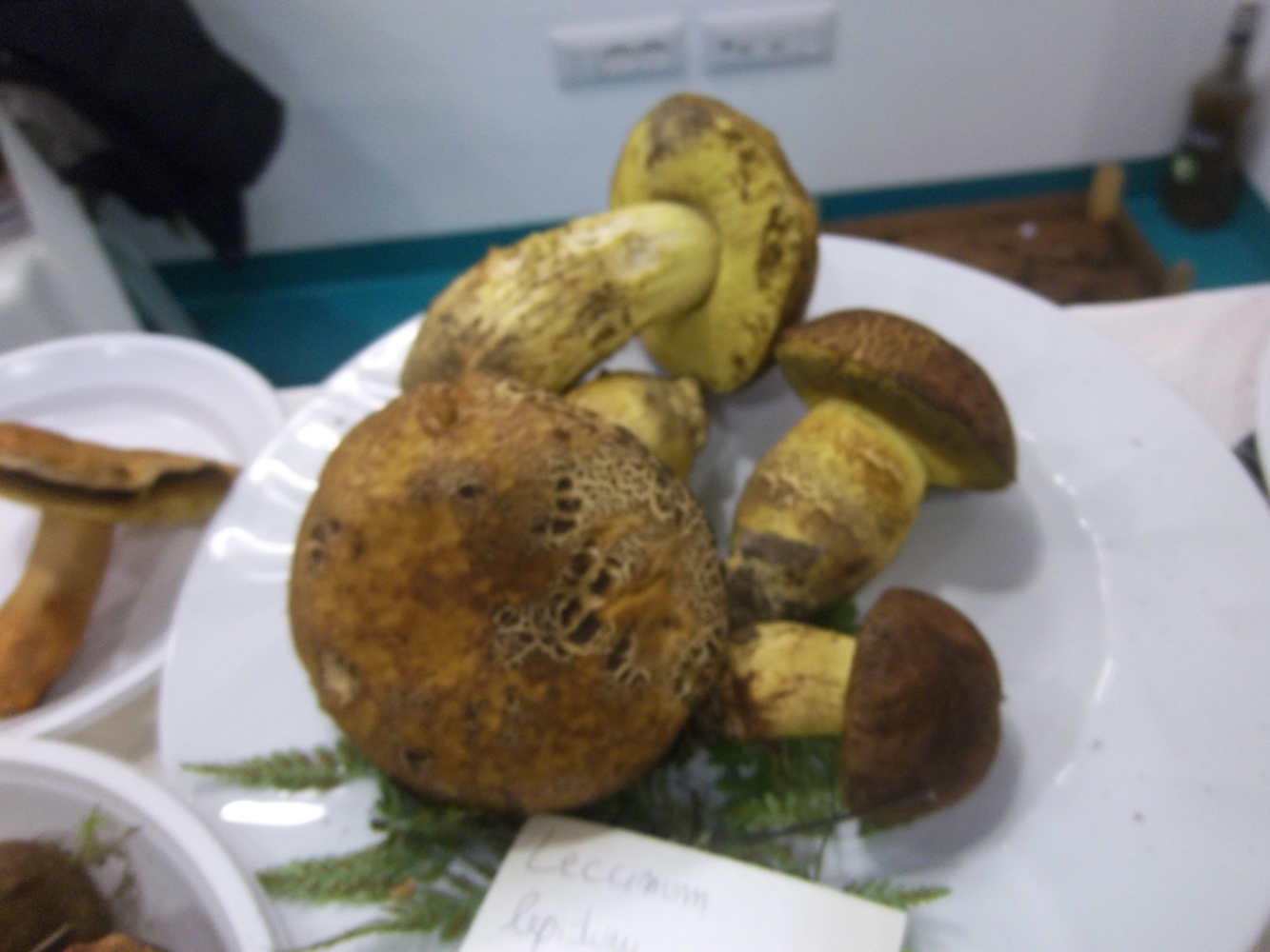 Funghi nebroidei, ,foto Rosalba Cannavò