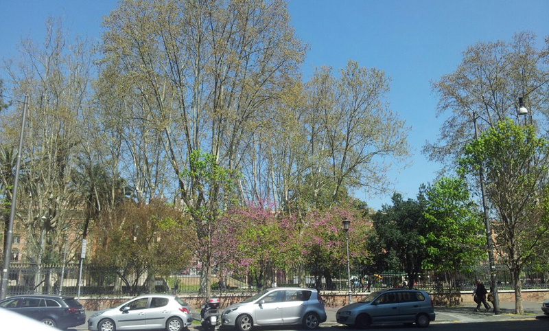 Alberi a Roma