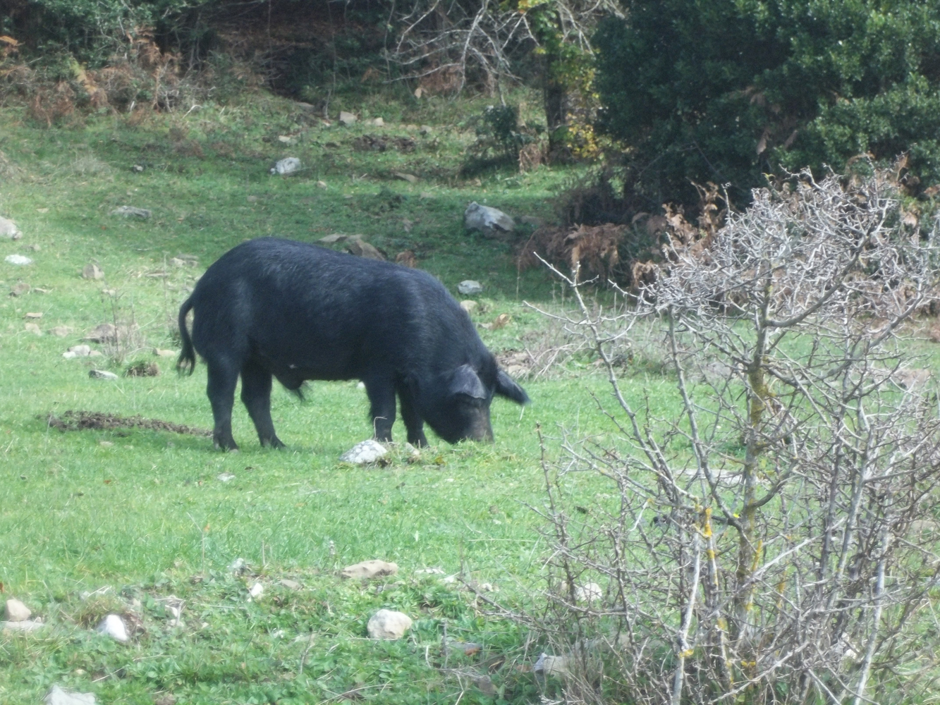 Il suino nero dei Nebrodi, , foto Rosalba Cannavò