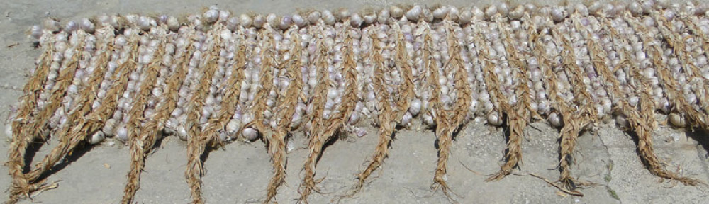 Aglio rosso di Nubia