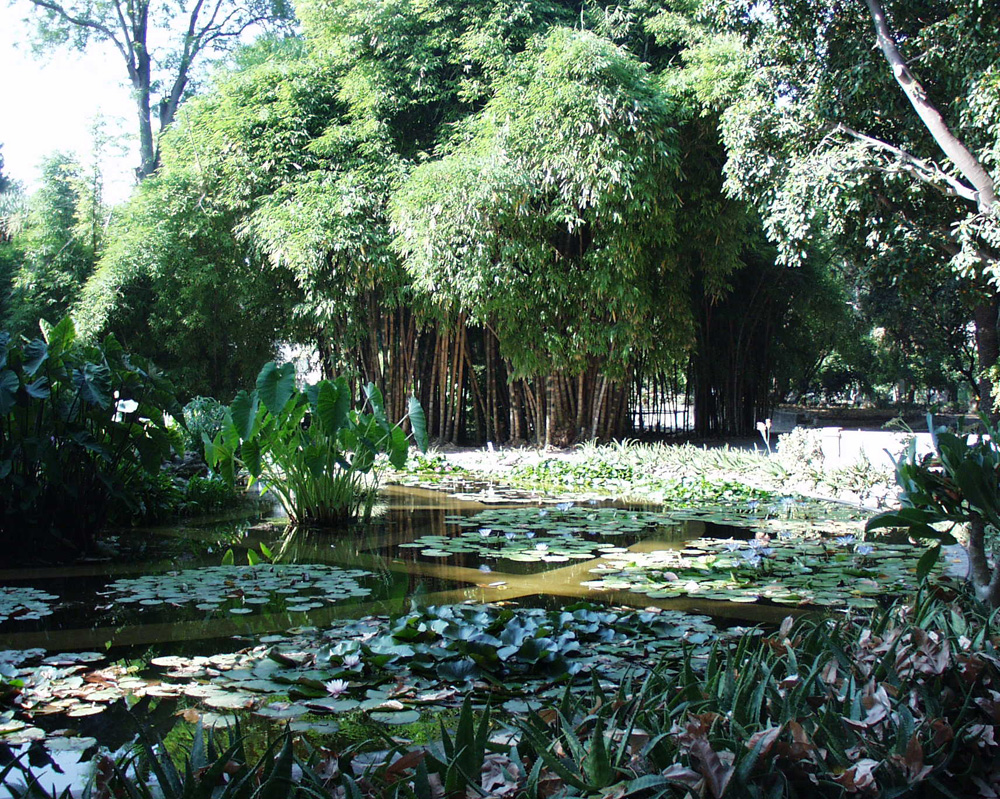 L'Orto Botanico di Palermo