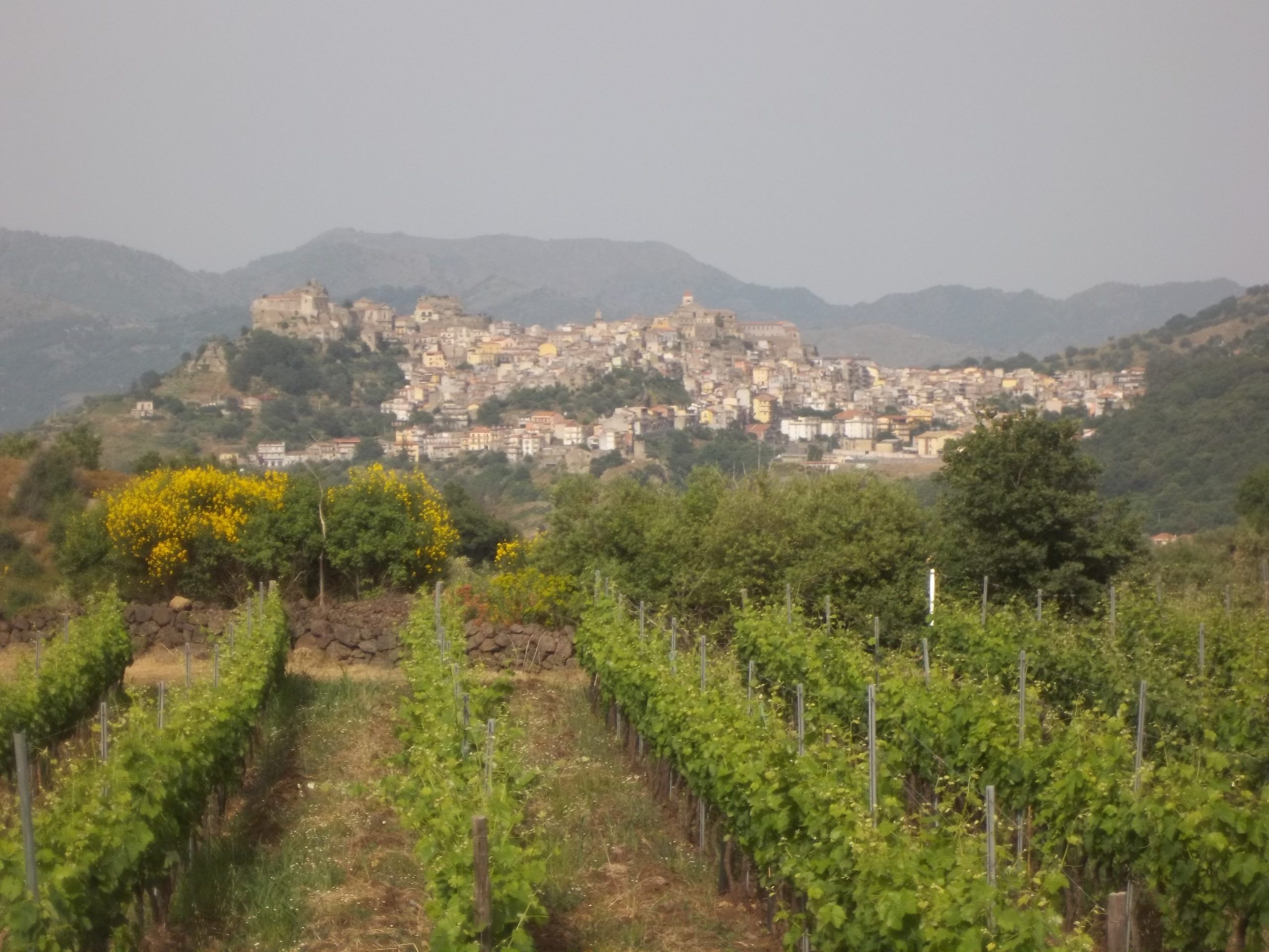 Paolo Di Caro: «Il vino è un pezzo del nostro patrimonio culturale»