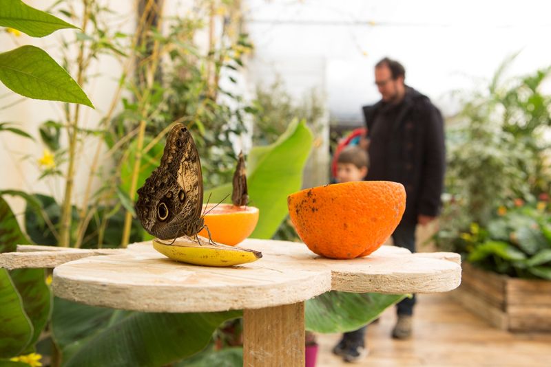A Modica le farfalle portano la primavera A Modica le farfalle portano la primavera
