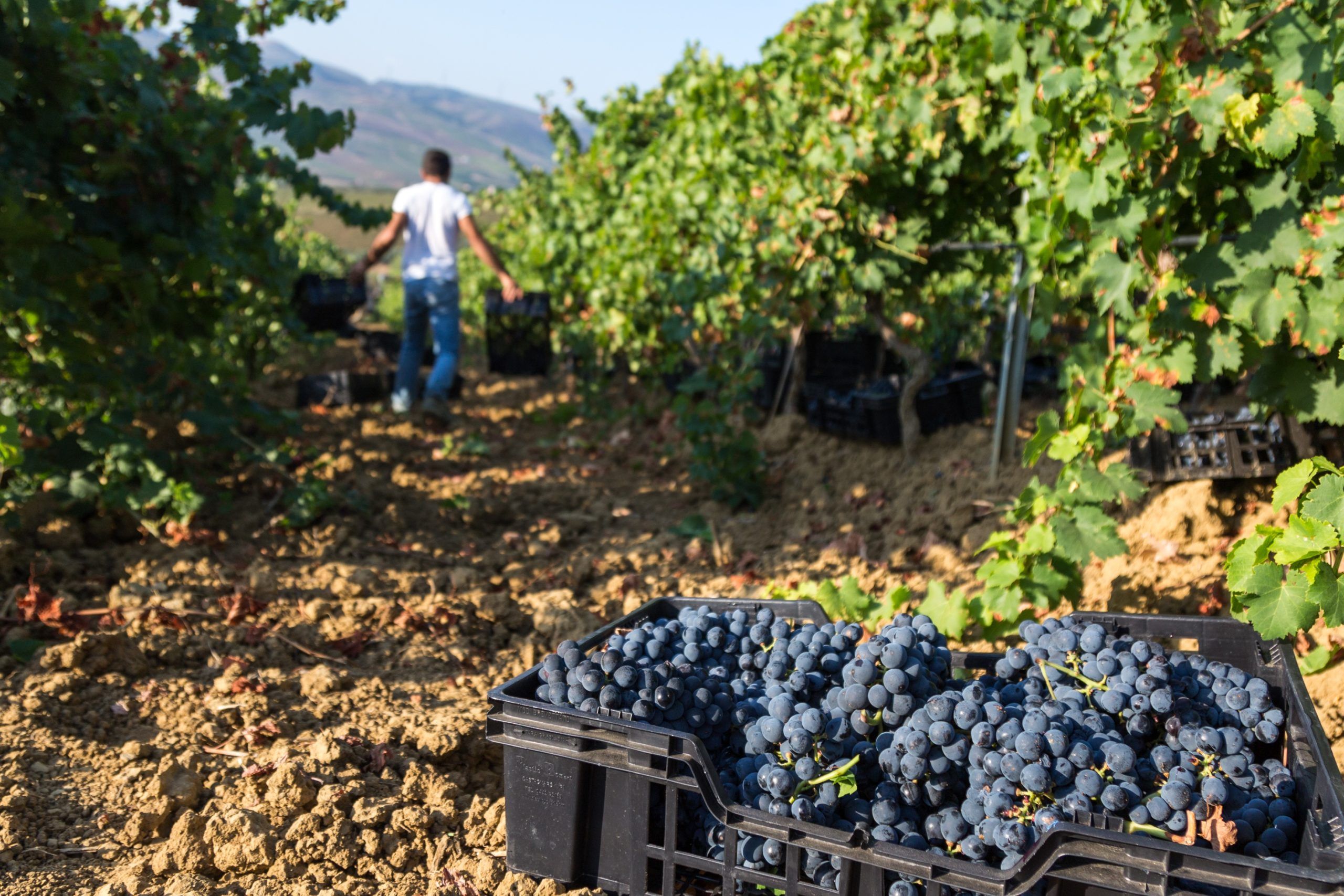 Vendemmia 2020, il parere dei produttori siciliani