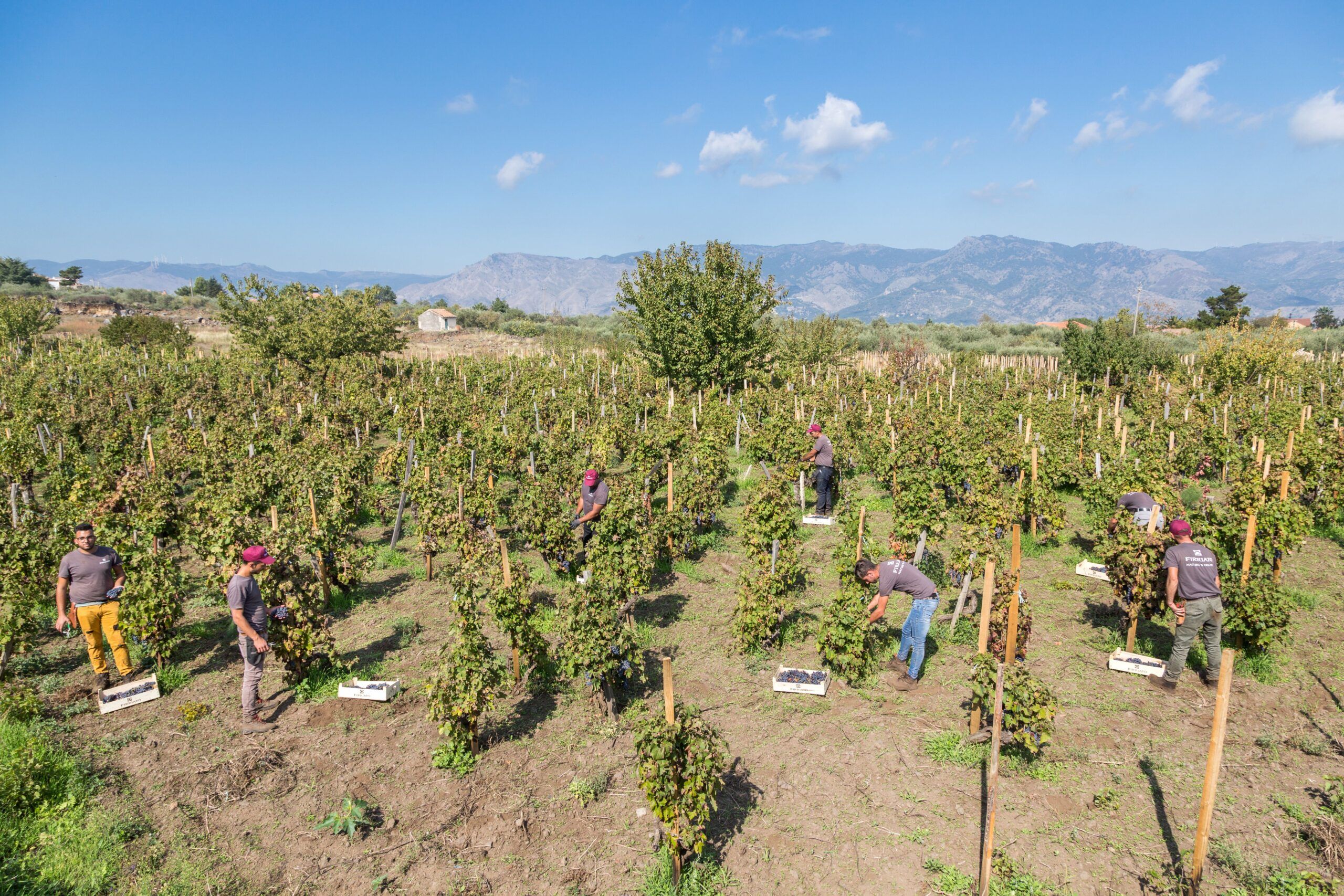 Gambero Rosso premia l’azienda Firriato per la viticoltura sostenibile