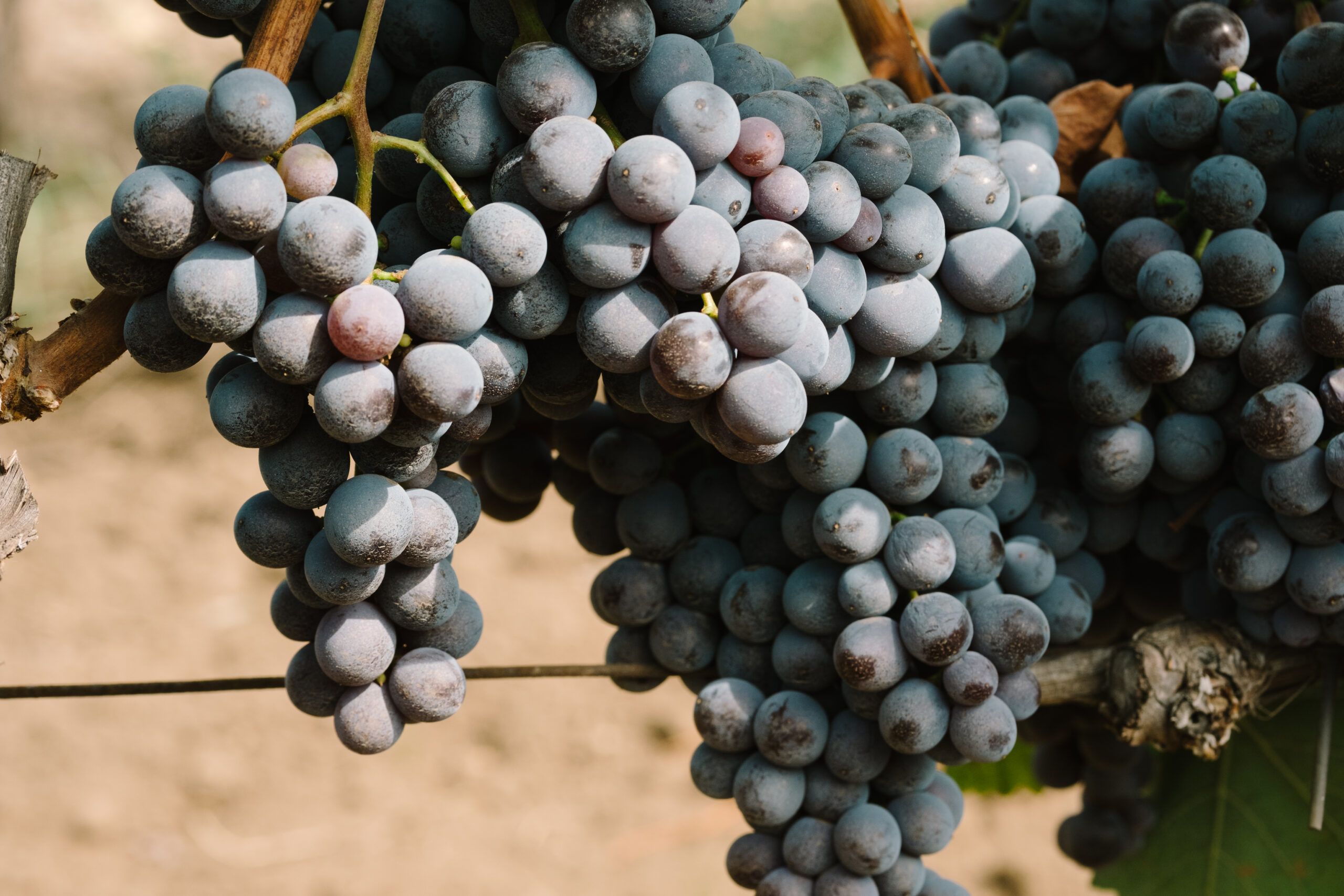 Il Consorzio Etna Doc sulla vendemmia 2020: «Qualità alta con punte di eccellenza»