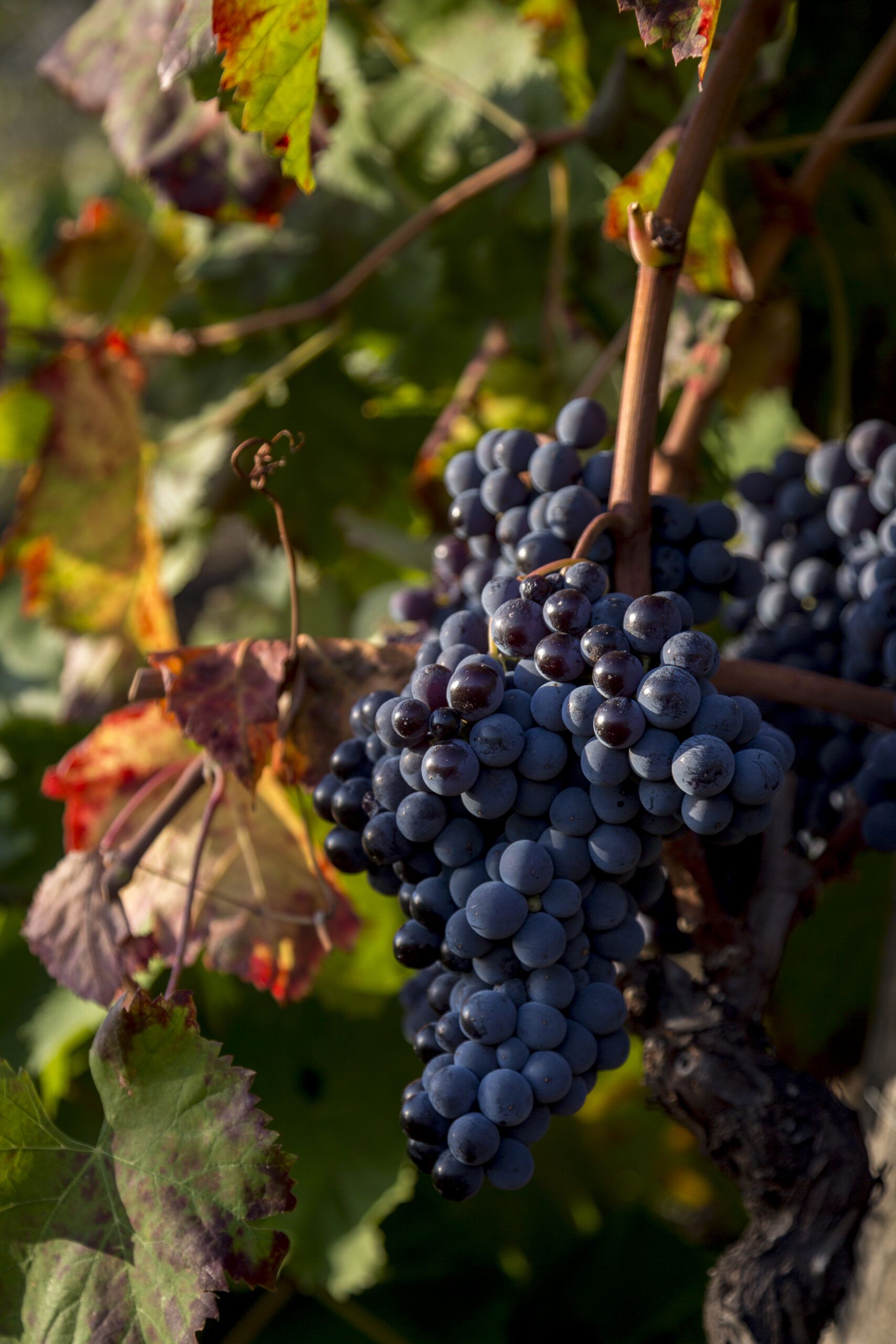 Tutela e valorizzazione sono gli obiettivi del Consorzio Tutela Vini Etna DOC