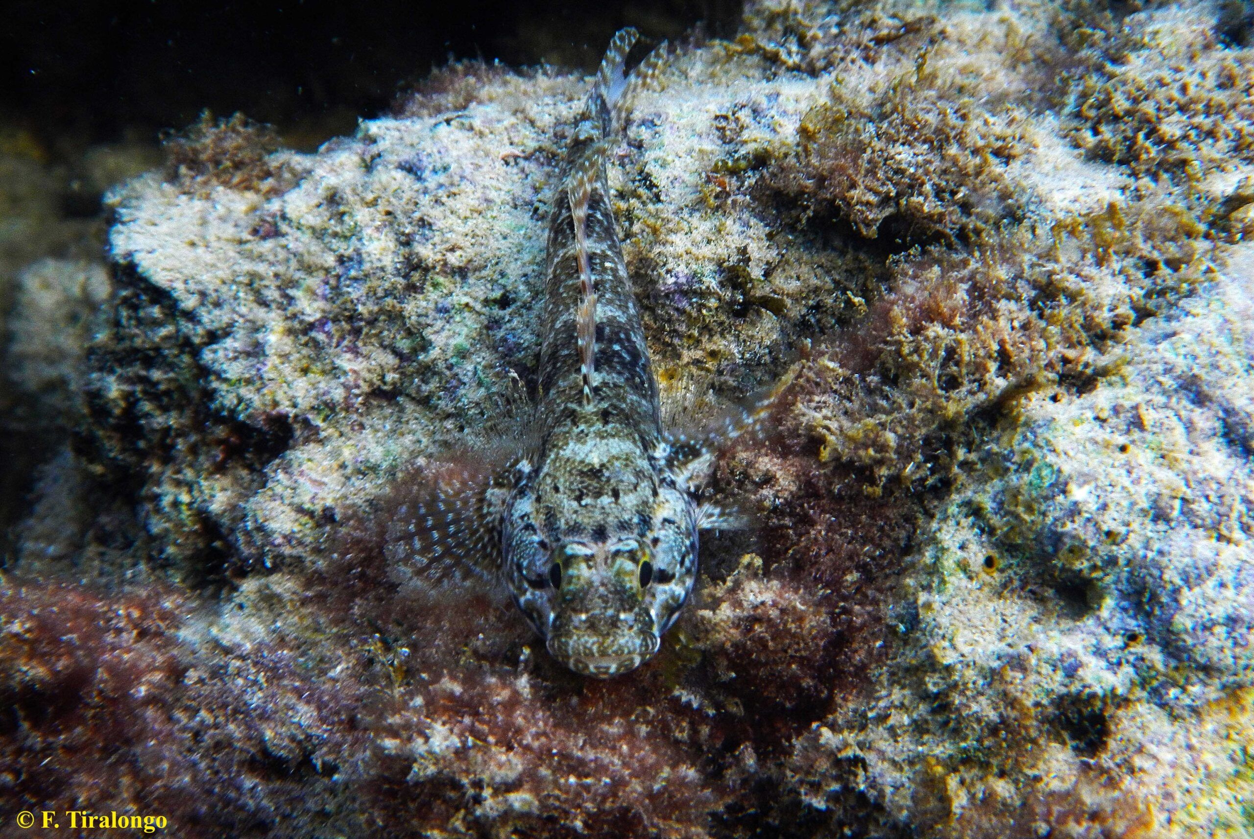 Nel Mediterraneo il ghiozzo paganello è l’antidoto naturale all’alieno granchio corridore