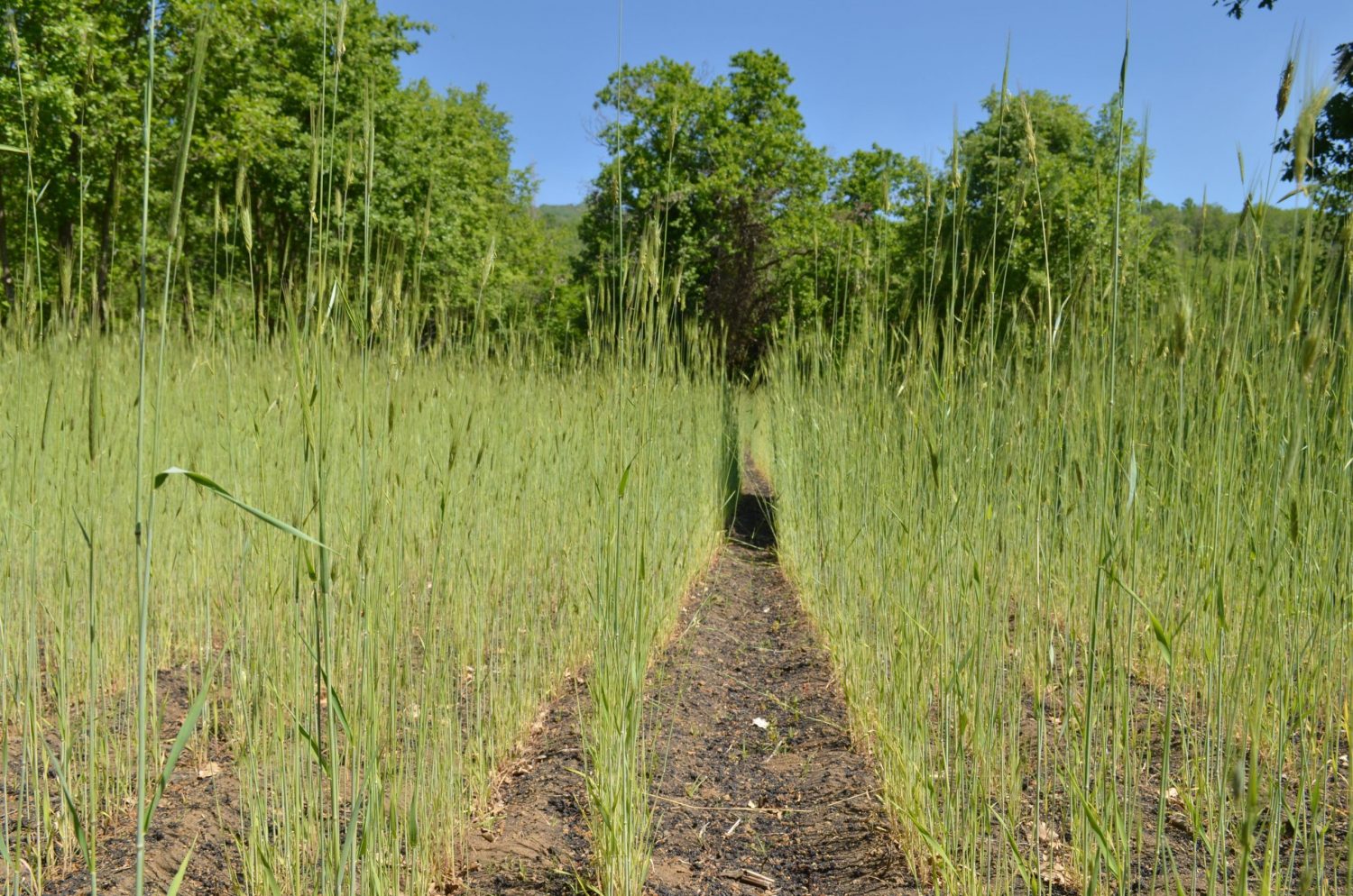 L’Etna culla della biodiversità agroalimentare