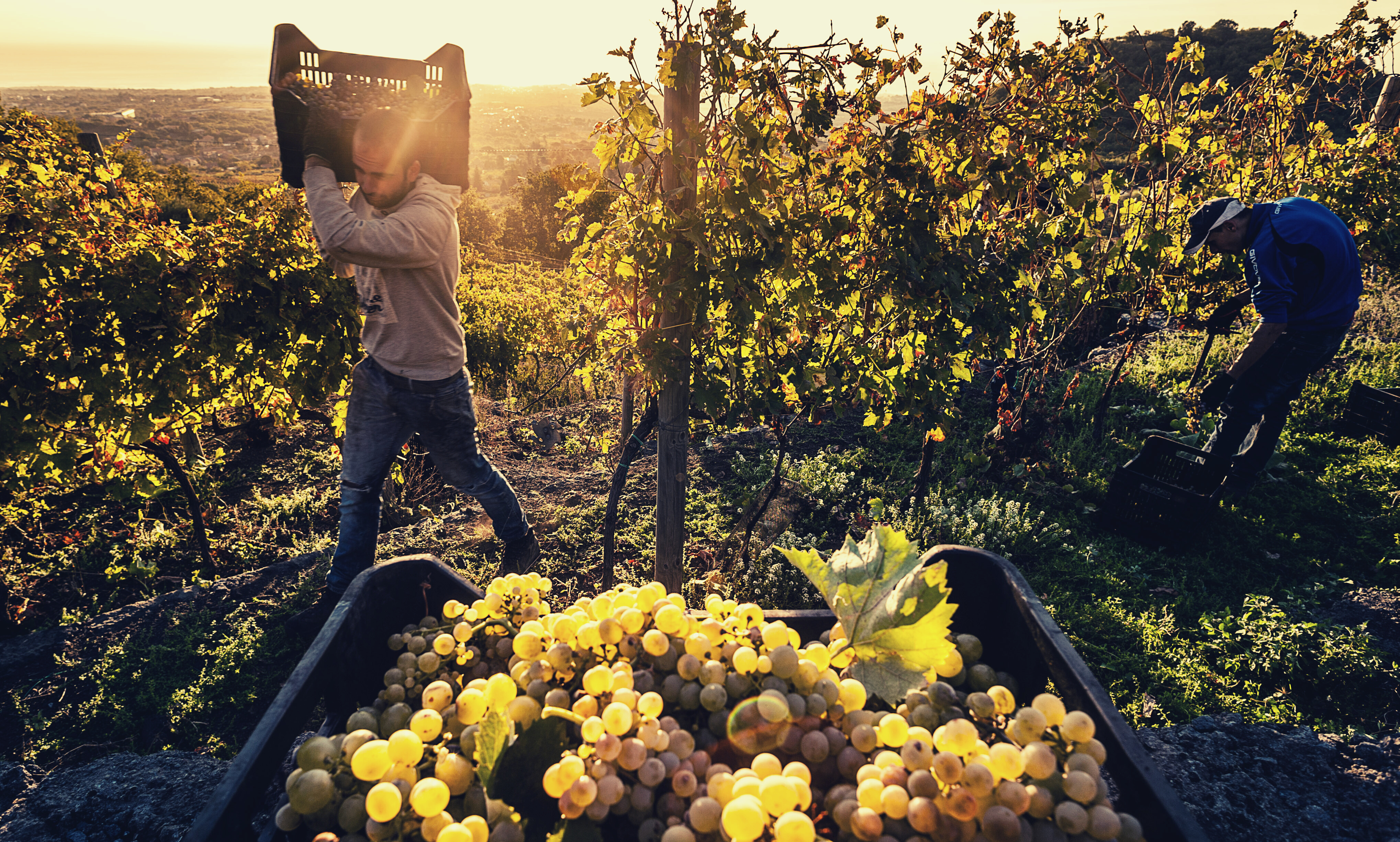 Il Consorzio di Tutela Etna DOC sulla vendemmia 2021: «Meno uva, ma di qualità!» Il Consorzio di Tutela Etna DOC sulla vendemmia 2021: «Meno uva, ma di qualità!»