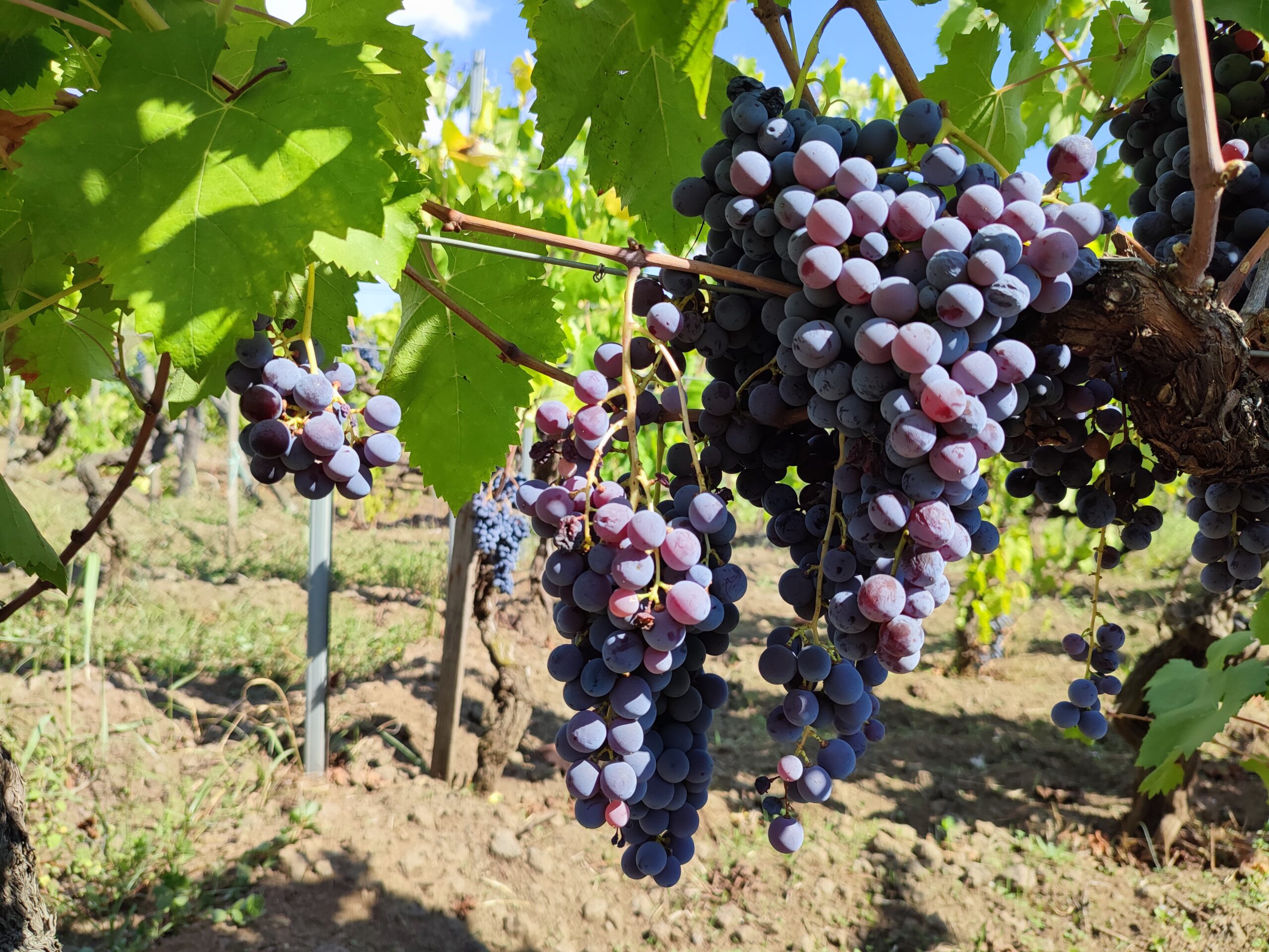 A Zafferana protagonisti i vignaioli artigiani etnei: «Va salvata l’identità vitivinicola dell’Etna»